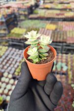 Crassula perforata variegata - Görsel 2