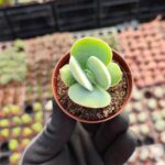 Crassula cotyledonis