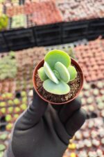 Crassula cotyledonis
