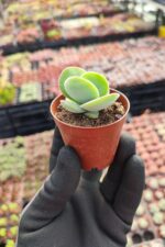 Crassula cotyledonis - Görsel 2