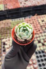 Echeveria Clara - Görsel 2