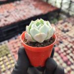 Echeveria Clara