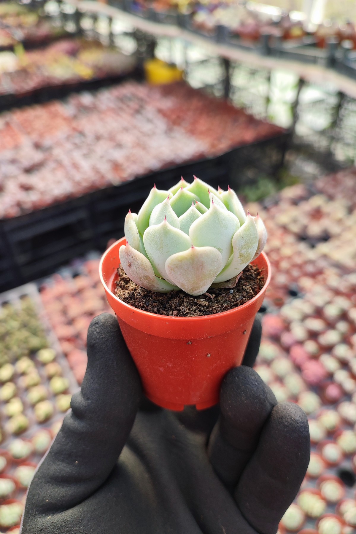 IMG_20260414_153743 Echeveria Clara - Görsel 1