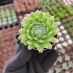 Sempervivum arachnoideum rubi