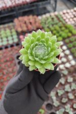 Sempervivum arachnoideum rubi
