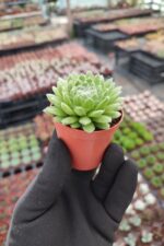 Sempervivum arachnoideum rubi - Görsel 2