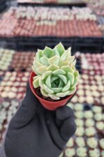Echeveria Clara - Görsel 3