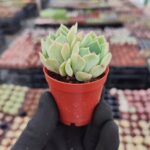 Echeveria Clara