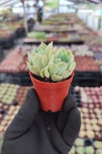 Echeveria Clara
