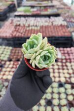 Echeveria Clara - Görsel 2