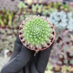Sempervivum arachnoideum rubi