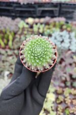 Sempervivum arachnoideum rubi