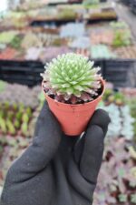 Sempervivum arachnoideum rubi - Görsel 2