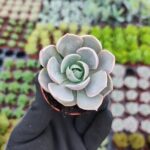 Echeveria lotus