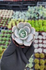 Echeveria lotus