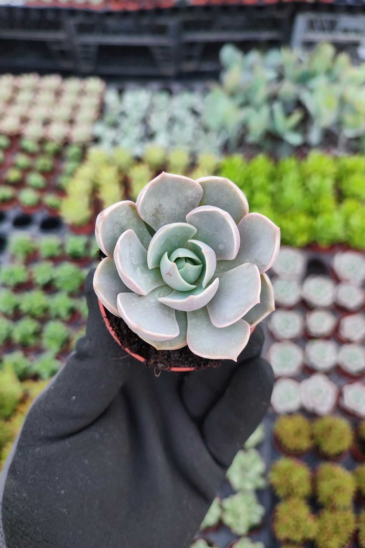 IMG_20260824_154907 Echeveria lotus - Görsel 1