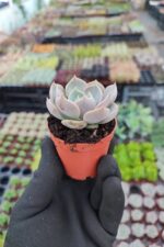 Echeveria lotus - Görsel 2