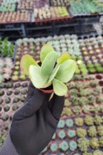 Kalanchoe thyrsiflora - Görsel 2