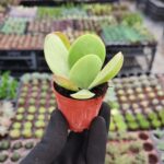 Kalanchoe thyrsiflora
