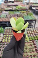 Kalanchoe thyrsiflora