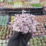 Callisia repens