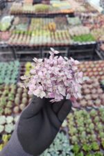 Callisia repens