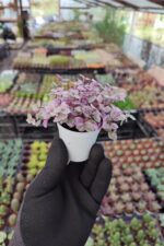 Callisia repens - Görsel 2