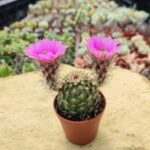 Echinocereus Pectinatus Pembe Çiçek