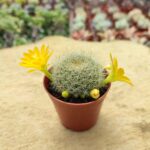 Kaktüs Sarı Çiçek