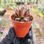 Sempervivum Red Sukulent