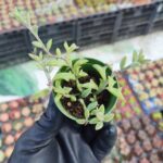 Senecio Hippogriff - Yunus Tesbih