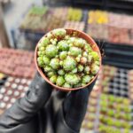 Sempervivum araknoideum var. briyoitler