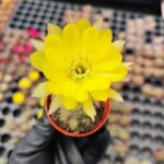 Echinopsis Ancistrophora