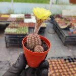 Echinocereus Ssp. Kaktüs