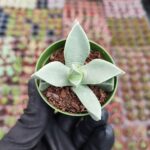 Cheiridopsis denticulata