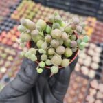 Curio Herreanus - Tesbih Çiçeği (Oval Taneli)