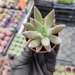 Echeveria silver quen