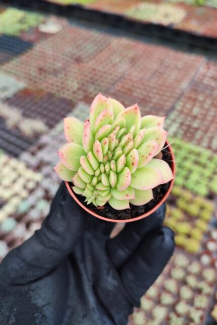 Echeveria gilva red cristata