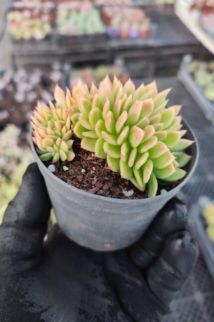 Echeveria gilva red cristata
