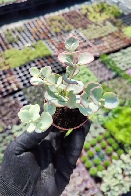 Sedum sieboldii