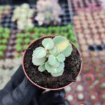 Sedum sieboldii variegata