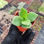 Crassula lactea