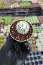 Mammillaria Ssp. - Görsel 2