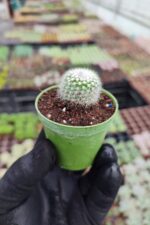 Mammillaria Ssp.