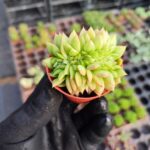 Echeveria gilva red cristata