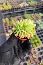 Echeveria gilva red cristata