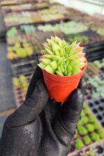 Echeveria gilva red cristata - Görsel 2