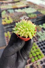 Echeveria gilva red cristata - Görsel 3