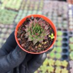 Sempervivum Ssp. Sukulent