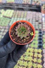 Sempervivum Ssp. Sukulent